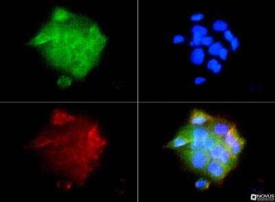 Immunocytochemistry/Immunofluorescence: IGF-I R Antibody [NBP1-77680] - IGF1 receptor (EC) antibody was tested in A431 cells with FITC (green). Nuclei and actin were counterstained with Dapi (blue) and Phalloidin (red).