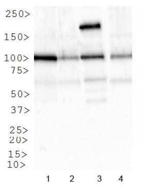 Western Blot: IGF-I R Antibody [NBP1-77680] -  Analysis of IGFR1 in: 1. HeLa, 2. NIH/3T3, 3. SK-BR-3 and 4. COS7.