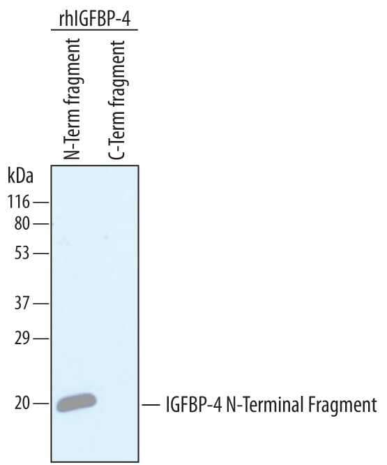 Western blot shows recombinant human IGFBP-4 N-terminal fragment (10 ng/lane) and recombinant human IGFBP-4 C-terminal fragment (10 ng/lane). PVDF membrane was probed with 2 µg/mL of Mouse Anti-Human IGFBP-4 N-terminal Monoclonal Antibody (Catalog # MAB7110) followed by HRP-conjugated Anti-Mouse IgG Secondary Antibody (Catalog # HAF007). A specific band was detected for IGFBP-4 N-terminal fragment at approximately 20 kDa (as indicated). This experiment was conducted under reducing conditions and using Immunoblot Buffer Group 1.