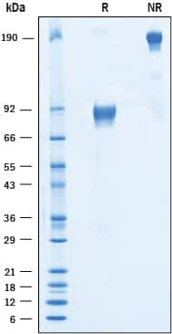  2 μg/lane of Recombinant Human IGSF4C was resolved with SDS-PAGEunder reducing (R) and non-reducing (NR) conditions and visualized by Coomassie® Blue staining, showing bands at 74‑97 kDa and 150‑200 kDa,respectively.