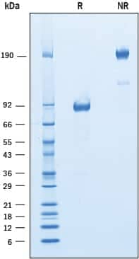  2 μg/lane of Recombinant Mouse IGSF4C was resolved with SDS-PAGEunder reducing (R) and non-reducing (NR) conditions and visualized by Coomassie® Blue staining, showing bands at 81‑93 kDa and 160‑190 kDa,respectively.