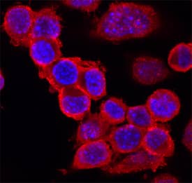 IGSF8/CD316 was detected in immersion fixed Neuro-2A mouse neuroblastoma cell line using Goat Anti-Human/Mouse/Rat IGSF8/CD316 Antigen Affinity-purified Polyclonal Antibody (Catalog # AF3117) at 10 µg/mL for 3 hours at room temperature. Cells were stained using the NorthernLights™ 557-conjugated Anti-Goat IgG Secondary Antibody (red; Catalog # NL001) and counterstained with DAPI (blue). Specific staining was localized to cell surfaces. View our protocol for Fluorescent ICC Staining of Cells on Coverslips.