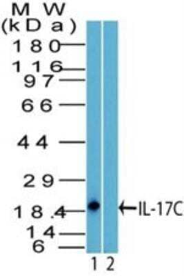 Western Blot: IL-17C Antibody [NBP2-27100] - Analysis of IL-17C using IL17C antibody. THP1 cell lysate in the 1) absence and 2) presence of immunizing peptide probed with 2 ug/ml of IL17C antibody. Goat anti-rabbit Ig HRP secondary antibody and PicoTect ECL substrate solution were used for this test.