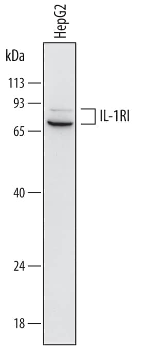 Western blot shows lysates of HepG2 human hepatocellular carcinoma cell line. PVDF membrane was probed with 2 µg/mL of Mouse Anti-Human IL-1 RI Monoclonal Antibody (Catalog # MAB2691) followed by HRP-conjugated Anti-Mouse IgG Secondary Antibody (Catalog # HAF018). Specific bands were detected for IL-1 RI at approximately 70-80 kDa (as indicated). This experiment was conducted under reducing conditions and using Immunoblot Buffer Group 1.