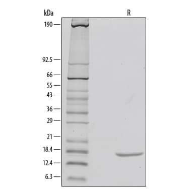 1 μg/lane of Recombinant Rat IL-1 beta /IL-1F2 was resolved with SDS-PAGE under reducing (R) conditions and visualized by silver staining, showing a single band at 18 kDa.