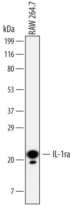 Western blot shows lysates of RAW 264.7 mouse monocyte/macrophage cell line treated with 1 µg/mL LPS for 24 hours. PVDF membrane was probed with 2 µg/mL of Rat Anti-Mouse IL-1ra/IL-1F3 Monoclonal Antibody (Catalog # MAB4801) followed by HRP-conjugated Anti-Rat IgG Secondary Antibody (Catalog # HAF005). A specific band was detected for IL-1ra/IL-1F3 at approximately 22 kDa (as indicated). This experiment was conducted under reducing conditions and using Immunoblot Buffer Group 1.