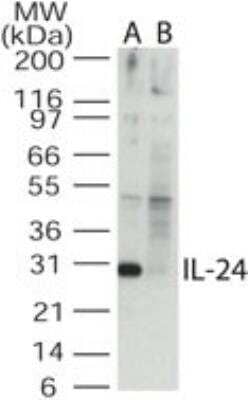 Western Blot: IL-24 Antibody [NB100-56407] - Analysis of IL-24 in the A) absence and B) presence of blocking peptide in Jurkat cell lysate using this antibody at 0.5 ug/ml. Goat anti-rabbit IgG HRP secondary antibody and PicoTect ECL substrate solution were used for this test.