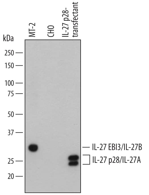 Western blot shows lysates of MT-2 human T cell line and CHO Chinese hamster ovary cell line either mock transfected or transfected with human IL-27 p28/IL-27A. PVDF membrane was probed with 1 µg/mL of Goat Anti-Human IL-27 Biotinylated Antigen Affinity-purified Polyclonal Antibody (Catalog # BAF2526) followed by Streptavidin-HRP (Catalog # DY998). Specific bands were detected for the IL-27 EBI3/IL-27B subunit at approximately 32 kDa and IL-27p28/IL27-A at approximately 28 kDa (as indicated). This experiment was conducted under reducing conditions and using Immunoblot Buffer Group 1.