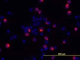 IL-2 was detected in immersion fixed PMA-, ionomycin-, and monensin-stimulated human peripheral blood mononuclear cells (PBMCs) using 10 µg/mL Goat Anti-Human/Primate IL-2 Biotinylated Antigen Affinity-purified Polyclonal Antibody (Catalog # BAF202) for 3 hours at room temperature. Cells were stained with the NorthernLights™ 557-conjugated Streptavidin (red; Catalog # NL999) and counterstained with DAPI (blue). View our protocol for Fluorescent ICC Staining of Non-adherent Cells.