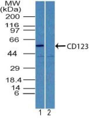 Western Blot: IL-3 R alpha/CD123 Antibody [NBP2-27160] - Analysis of IL-3Ra (CD123) in A431 cell lysate in the (1) absence and (2) presence of immunizing peptide using IL-3Ra antibody at 5 ug/ml. Goat anti-rabbit Ig HRP secondary antibody and PicoTect ECL substrate solution were used for this test.