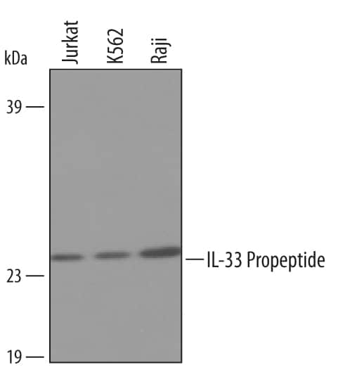 Western blot shows lysates of Jurkat human acute T cell leukemia cell line, Raji human Burkitt's lymphoma cell line, and K562 human chronic myelogenous leukemia cell line. PVDF membrane was probed with 1 µg/mL of Goat Anti-Human IL-33 Propeptide Antigen Affinity-purified Polyclonal Antibody (Catalog # AF4810) followed by HRP-conjugated Anti-Goat IgG Secondary Antibody (Catalog # HAF019). A specific band was detected for IL-33 Propeptide at approximately 31 kDa (as indicated). This experiment was conducted under reducing conditions and using Immunoblot Buffer Group 8.