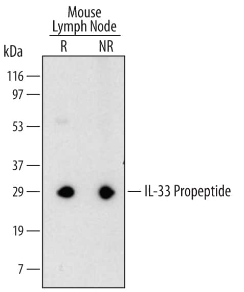 Western blot shows lysates of mouse peripheral lymph node tissue under reducing (R) and non-reducing (NR) conditions. PVDF membrane was probed with 2 µg/mL Rat Anti-Mouse IL-33 Propeptide Monoclonal Antibody (Catalog # MAB5010) followed by HRP-conjugated Anti-Rat IgG Secondary Antibody (Catalog # HAF005). A specific band for IL-33 Propeptide was detected at approximately 30 kDa (as indicated). This experiment was conducted under reducing conditions and using Immunoblot Buffer Group 1.