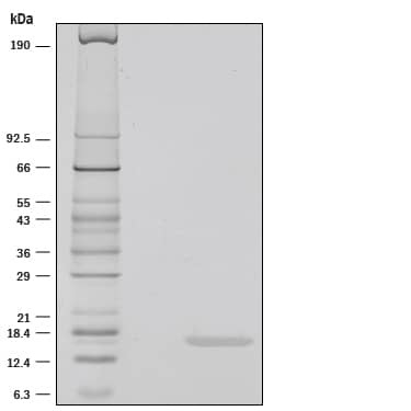 1 μg/lane of Recombinant Human IL‑36 alpha /IL‑1F6 (aa 6-158) was resolved with SDS-PAGE under reducing (R) conditions and visualized by silver staining, showing a single band at 16 kDa.