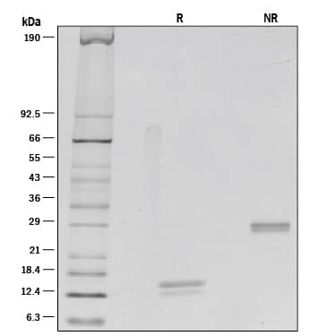 1 μg/lane of Recombinant Human IL-5 was resolved with SDS-PAGE under reducing (R) and non-reducing (NR) conditions and visualized by silver staining, showing bands at 13-15 kDa and 28-32 kDa, respectively. 