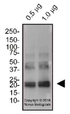 Western Blot: IL-6 Antibody [NBP2-78132] - Mouse IL-6 recombinant protein was separated on a 4-20% gel by SDS-PAGE, transferred to 0.2 um PVDF membrane and blocked in 5% non-fat milk in TBST. The membrane was probed with 2.0 ug/ml anti-IL-6 in block buffer and detected with an anti-rabbit HRP secondary antibody using West Pico PLUS chemiluminescence detection reagent.