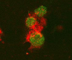IL‑6 was detected in immersion fixed activated mouse T Cells using 15 &micro;g/mL Rat IL‑6 Antigen Affinity-purified Polyclonal Antibody (Catalog # AF506) for 3 hours at room temperature. Cells were stained (red) and counterstained (green). View our protocol for Fluorescent ICC Staining of Non-adherent Cells.