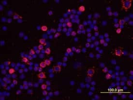 IL-6 was detected in immersion fixed porcine peripheral blood mononuclear cells (PBMCs) using 10 µg/mL Mouse Anti-Porcine IL-6 Monoclonal Antibody (Catalog # MAB686) for 3 hours at room temperature. Cells were stained with the NorthernLights™ 557-conjugated Anti-Mouse IgG Secondary Antibody (red; Catalog # NL007) and counterstained with DAPI (blue). View our protocol for Fluorescent ICC Staining of Non-adherent Cells.