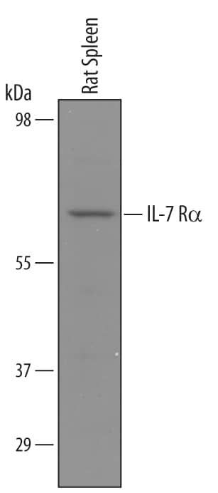 Western blot shows lysates of rat spleen tissue. PVDF Membrane was probed with 1 µg/mL of Rat IL‑7 R alpha /CD127 Antigen Affinity-purified Polyclonal Antibody (Catalog # AF5607) followed by HRP-conjugated Anti-Sheep IgG Secondary Antibody (Catalog # HAF016). A specific band was detected for IL‑7 R alpha /CD127 at approximately 65 kDa (as indicated). This experiment was conducted under reducing conditions and using Immunoblot Buffer Group 8.