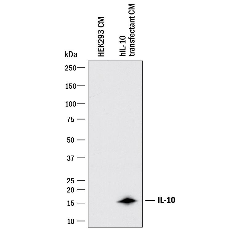 Western blot shows conditioned media of HEK293 human embryonic kidney cell line either mock transfected or transfected with human IL-10. PVDF membrane was probed with 2 µg/mL of Mouse Anti-Human IL-10 Monoclonal Antibody (Catalog # MAB217R) followed by HRP-conjugated Anti-Mouse IgG Secondary Antibody (Catalog # HAF018). A specific band was detected for IL-10 at approximately 16 kDa (as indicated). This experiment was conducted under reducing conditions and using Immunoblot Buffer Group 1.