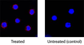 IL-10 was detected in immersion fixed porcine peripheral blood mononuclear cells treated with calcium ionomycin and PMA using Mouse Anti-Porcine IL-10 Monoclonal Antibody (Catalog # MAB6932) at 15 µg/mL for 3 hours at room temperature. Cells were stained using the NorthernLights™ 557-conjugated Anti-Mouse IgG Secondary Antibody (red; Catalog # NL007) and counterstained with DAPI (blue). Specific staining was localized to cytoplasm. View our protocol for Fluorescent ICC Staining of Non-adherent Cells.