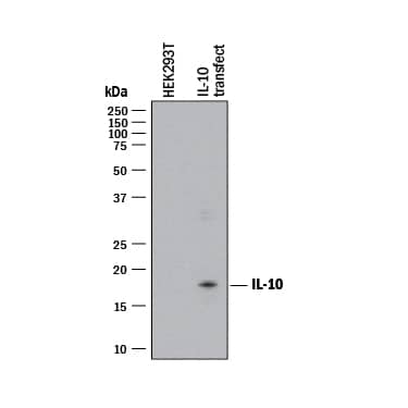 Western blot shows lysates of HEK293 human embryonic kidney cell line either mock transfected or transfected with human IL-10. PVDF membrane was probed with 1 µg/mL of Rabbit Anti-Human IL-10 Monoclonal Antibody (Catalog # MAB91842) followed by HRP-conjugated Anti-Rabbit IgG Secondary Antibody (Catalog # HAF008). A specific band was detected for IL-10 at approximately 17 kDa (as indicated). This experiment was conducted under reducing conditions and using Immunoblot Buffer Group 1.