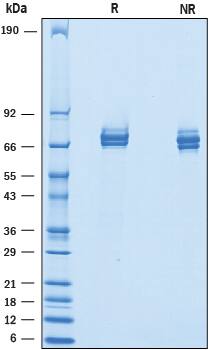 2 μg/lane of Recombinant Mouse IL‑12 was resolved with SDS-PAGE underreducing (R) and non-reducing (NR) conditions and visualized by Coomassie® Bluestaining, showing bands at 62-82 kDa.
