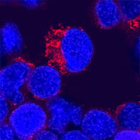 IL-12 was detected in immersion fixed human peripheral blood mononuclear cells (PBMCs) stimulated with calcium ionomycin and PMA using Goat Anti-Human IL-12 Biotinylated Antigen Affinity-purified Polyclonal Antibody (Catalog # BAF219) at 15 µg/mL for 3 hours at room temperature. Cells were stained using the NorthernLights™ 557-conjugated Streptavidin (red; Catalog # NL999) and counterstained with DAPI (blue). Specific staining was localized to cytoplasm. View our protocol for Fluorescent ICC Staining of Non-adherent Cells.