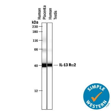 Simple Western lane view shows lysates of human placenta tissue and human testis tissue, loaded at 0.2&amp;nbsp;mg/mL. A specific band was detected for IL‑13&amp;nbsp;R alpha 2 at approximately 40&amp;nbsp;kDa (as indicated) using 10&amp;nbsp;µg/mL of Goat Anti-Human IL‑13&amp;nbsp;R alpha 2 Antigen Affinity-purified Polyclonal Antibody (Catalog # AF146) followed by 1:50 dilution of HRP-conjugated Anti-Goat IgG Secondary Antibody (Catalog&amp;nbsp;# HAF109). This experiment was conducted under reducing&amp;nbsp;conditions and using the12-230 kDa separation system.&amp;nbsp;&amp;nbsp;&amp;nbsp;&amp;nbsp;&amp;nbsp;&amp;nbsp;&amp;nbsp;&amp;nbsp; 