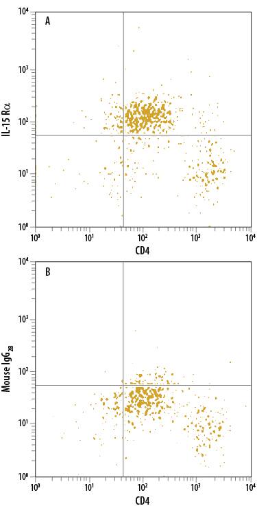 Human CD4+peripheral blood mononuclear cells (PBMCs) treated with 1 µg/mL PHA for 5 days were stained with Mouse Anti-Human CD4 APC-conjugated Monoclonal Antibody (Catalog # FAB3791A) and either (A) Mouse Anti-Human IL-15 Ra PE-conjugated Monoclonal Antibody (Catalog # FAB1471P) or (B) Mouse IgG2BPhycoerythrin Isotype Control (Catalog # IC0041P). View our protocol for Staining Membrane-associated Proteins.