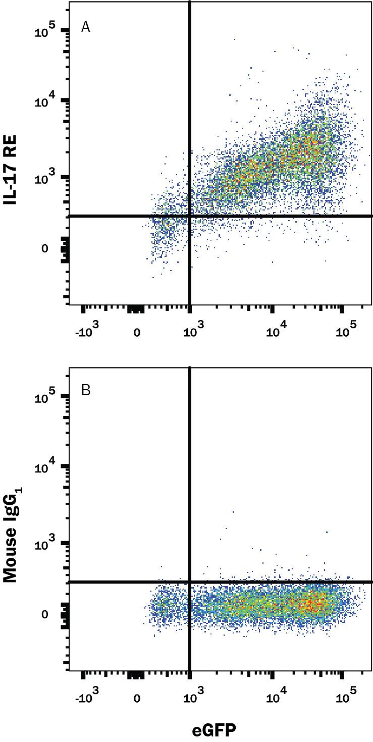 HEK293 human embryonic kidney cell line transfected with human IL-17 RE and eGFP was stained with (A) Mouse Anti-Human IL-17 RE APC-conjugated Monoclonal Antibody (Catalog # FAB8358A) or (B) Mouse IgG1Allophycocyanin Isotype Control (Catalog # IC002A). View our protocol for Staining Membrane-associated Proteins.