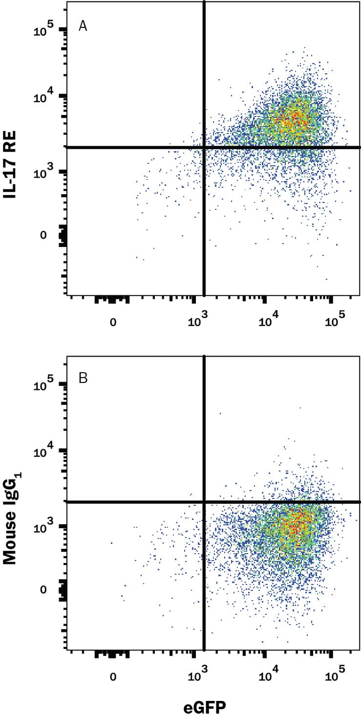 HEK293 human embryonic kidney cell line transfected with either (A) human IL-17 RE or (B) human IL-17 RA and eGFP was stained with Mouse Anti-Human IL-17 RE Monoclonal Antibody (Catalog # MAB8358) followed by Allophycocyanin-conjugated Anti-Mouse IgG Secondary Antibody (Catalog # F0101B). Quadrant markers were set based on control antibody staining (Catalog # MAB002). View our protocol for Staining Membrane-associated Proteins.