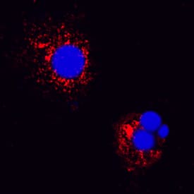 IL-18/IL-1F4 was detected in immersion fixed canine peripheral blood mononuclear cells (PBMCs) using Goat Anti-Canine IL-18/IL-1F4 Antigen Affinity-purified Polyclonal Antibody (Catalog # AF2924) at 15 µg/mL for 3 hours at room temperature. Cells were stained using the NorthernLights™ 557-conjugated Anti-Goat IgG Secondary Antibody (red; Catalog # NL001) and counterstained with DAPI (blue). Specific staining was localized to cytoplasm and cell secretions. View our protocol for Fluorescent ICC Staining of Non-adherent Cells.