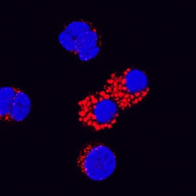 IL-18/IL-1F4 was detected in immersion fixed canine peripheral blood mononuclear cells (PBMCs) using Mouse Anti-Canine IL-18/IL-1F4 Monoclonal Antibody (Catalog # MAB29241) at 25 µg/mL for 3 hours at room temperature. Cells were stained using the NorthernLights™ 557-conjugated Anti-Mouse IgG Secondary Antibody (red; Catalog # NL007) and counterstained with DAPI (blue). Specific staining was localized to cytoplasm. View our protocol for Fluorescent ICC Staining of Non-adherent Cells.