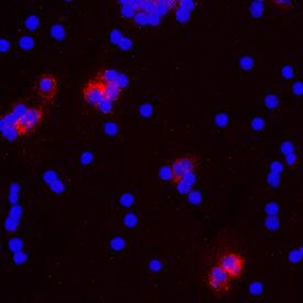 IL-1a/IL-1F1 was detected in immersion fixed human peripheral blood mononuclear cells (PBMCs) using Mouse Anti-Human IL-1a/IL-1F1 Recombinant Monoclonal Antibody (Catalog # MAB200R) at 10 µg/mL for 3 hours at room temperature. Cells were stained using the NorthernLights™ 557-conjugated Anti-Rabbit IgG Secondary Antibody (red; Catalog # NL004) and counterstained with DAPI (blue). Specific staining was localized to cytoplasm. View our protocol for Fluorescent ICC Staining of Non-adherent Cells.