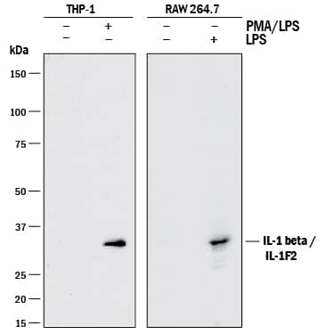 Western blot shows lysates of THP-1 human acute monocytic leukemia cell line untreated (-) or treated (+) with PMA and LPS and RAW 264.7 mouse monocyte/macrophage cell line untreated (-) or treated (+) with LPS. PVDF membrane was probed with 1 µg/mL of Goat Anti-Human IL-1 beta /IL-1F2 Polyclonal Antibody (Catalog # AB-201-NA) followed by HRP-conjugated Anti-Goat IgG Secondary Antibody (Catalog # HAF017). A specific band was detected for IL-1 beta /IL-1F2 at approximately 35 kDa (as indicated). This experiment was conducted under reducing conditions and using Immunoblot Buffer Group 1.