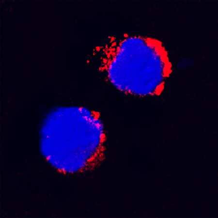 IL-1 beta /IL-1F2 was detected in immersion fixed feline peripheral blood mononuclear cells (PBMCs) using Goat Anti-Feline IL-1 beta /IL-1F2 Biotinylated Antigen Affinity-purified Polyclonal Antibody (Catalog # BAF1796) at 15 µg/mL for 3 hours at room temperature. Cells were stained using the NorthernLights™ 557-conjugated Streptavidin (red; Catalog # NL999) and counterstained with DAPI (blue). Specific staining was localized to cytoplasm. View our protocol for Fluorescent ICC Staining of Non-adherent Cells.