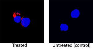 IL-1 beta /IL-1F2 was detected in immersion fixed rat splenocytes treated with PMA and calcium ionomycin using Goat Anti-Rat IL-1 beta /IL-1F2 Biotinylated Antigen Affinity-purified Polyclonal Antibody (Catalog # BAF501) at 15 µg/mL for 3 hours at room temperature. Cells were stained using the NorthernLights™ 557-conjugated Streptavidin (red; Catalog # NL999) and counterstained with DAPI (blue). Specific staining was localized to cytoplasm. View our protocol for Fluorescent ICC Staining of Non-adherent Cells.