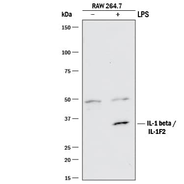 Western blot shows lysates of RAW 264.7 mouse monocyte/macrophage cell line untreated (-) or treated (+) with LPS. PVDF membrane was probed with 1 µg/mL of Rat Anti-Mouse IL-1 beta /IL-1F2 Monoclonal Antibody (Catalog # MAB4011) followed by HRP-conjugated Anti-Rat IgG Secondary Antibody (Catalog # HAF005). A specific band was detected for IL-1 beta /IL-1F2 at approximately 35 kDa (as indicated). This experiment was conducted under reducing conditions and using Immunoblot Buffer Group 1.