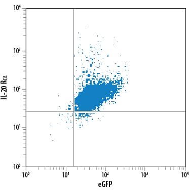 BaF3 mouse pro-B cell line transfected with human IL-20 Ra and eGFP was stained with Mouse Anti-Human IL-20 Ra PE-conjugated Monoclonal Antibody (Catalog # FAB11762P). Quadrant markers were set based on control antibody staining (Catalog # IC002P). View our protocol for Staining Membrane-associated Proteins.