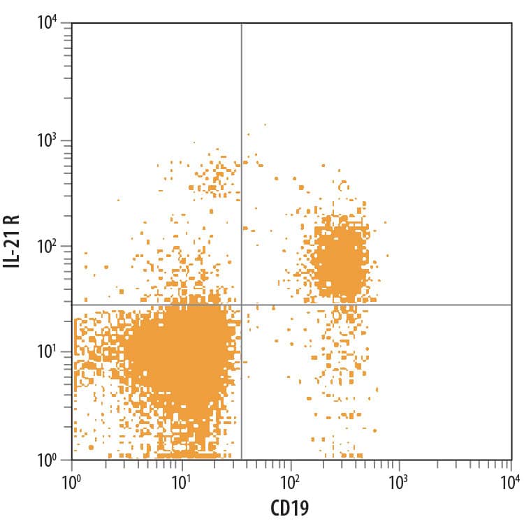 Human peripheral blood lymphocytes were stained with Mouse Anti-Human IL-21 R PE-conjugated Monoclonal Antibody (Catalog # FAB9911P) and Mouse Anti-Human CD19 Fluorescein-conjugated Monoclonal Antibody (Catalog # FAB4867F). Quadrant markers were set based on control antibody staining (Catalog # IC002P). View our protocol for Staining Membrane-associated Proteins.