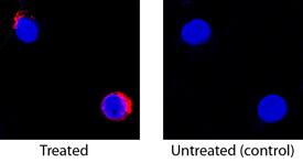 IL-2 was detected in immersion fixed canine peripheral blood mononuclear cells (PBMCs) untreated or treated with calcium ionomycin and PMA using Goat Anti-Canine IL-2 Biotinylated Antigen Affinity-purified Polyclonal Antibody (Catalog # BAF1815) at 15 µg/mL for 3 hours at room temperature. Cells were stained using the NorthernLights™ 557-conjugated Streptavidin (red; Catalog # NL999) and counterstained with DAPI (blue). Specific staining was localized to cell secretion. View our protocol for Fluorescent ICC Staining of Non-adherent Cells.
