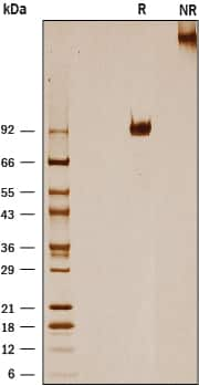 1 μg/lane of Recombinant Mouse IL‑31 RA was resolved with SDS-PAGE underreducing (R) and non-reducing (NR) conditions and visualized by silver staining,showing bands at 90-103 kDa and 180-210 kDa, respectively.