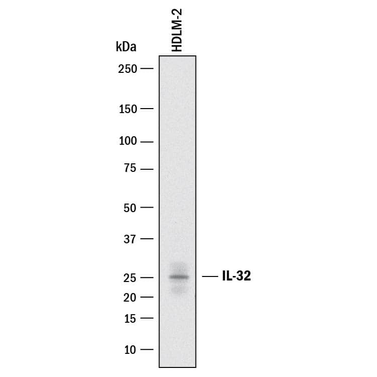 Western blot shows lysates of HDLM-2 human Hodgkin's lymphoma cell line. PVDF membrane was probed with 1 µg/mL of Rabbit Anti-Human IL-32 Monoclonal Antibody (Catalog # MAB4690) followed by HRP-conjugated Anti-Rabbit IgG Secondary Antibody (Catalog # HAF008). A specific band was detected for IL-32 at approximately 25 kDa (as indicated). This experiment was conducted under reducing conditions and using Immunoblot Buffer Group 1.