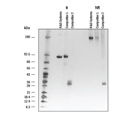 1 μg/lane of Recombinant Human IL-35 Fc Chimera Protein from R&D Systems andtwo competitors was resolved with SDS-PAGE under reducing (R) and non-reducing(NR) conditions and visualized by silver staining.  Recombinant Human IL-35 Fc Chimera Protein(Catalog # 8608-IL) from R&D Systems shows single bands at 85 kDa and 185kDa, respectively. The R&D Systems Protein offers a better purity than thecompetition.