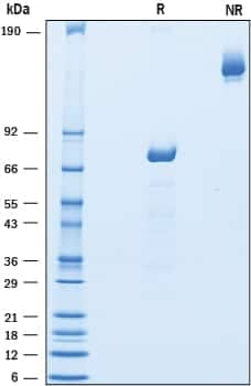 2 μg/lane of Recombinant Human IL-39 was resolved with SDS-PAGE underreducing (R) and non-reducing (NR) conditions and visualized by Coomassie® Bluestaining, showing bands at 70-77 kDa and 140-160 kDa, respectively.