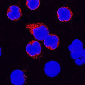 IL-4 was detected in immersion fixed bovine peripheral blood mononuclear cells (PBMCs) treated with Calcium Ionomycin and PMA using Goat Anti-Bovine IL-4 Antigen Affinity-purified Polyclonal Antibody (Catalog # AF2469) at 15 µg/mL for 3 hours at room temperature. Cells were stained using the NorthernLights™ 557-conjugated Anti-Mouse IgG Secondary Antibody (red; Catalog # NL007) and counterstained with DAPI (blue). Specific staining was localized to cytoplasm. View our protocol for Fluorescent ICC Staining of Non-adherent Cells.