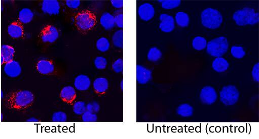 IL-4 was detected in immersion fixed human peripheral blood mononuclear cells (PBMCs) stimulated with PHA using Goat Anti-Human IL-4 Biotinylated Antigen Affinity-purified Polyclonal Antibody (Catalog # BAF204) at 15 µg/mL for 3 hours at room temperature. Cells were stained using the NorthernLights™ 557-conjugated Streptavidin (red; Catalog # NL999) and counterstained with DAPI (blue). Specific staining was localized to cytoplasm. View our protocol for Fluorescent ICC Staining of Non-adherent Cells.