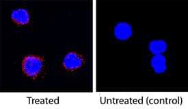 Recombinant Porcine IL‑5 (Catalog # 3137-PL) stimulates proliferation in the TF‑1 human erythroleukemic cell line in a dose-dependent manner (orange line). Proliferation elicited by Recombinant Porcine IL‑5 (25 ng/mL) is neutralized (green line) by increasing concen­trations of Goat Anti-Porcine IL‑5 Antigen Affinity-purified Polyclonal Antibody (Catalog # AF3137). The ND50 is typically NL001) and counterstained with DAPI (blue). Specific staining was localized to cytoplasm. View our protocol for Fluorescent ICC Staining of Non-adherent Cells.