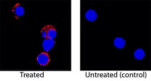 IL-5 was detected in immersion fixed rat splenocytes treated with PMA and calcium ionomycin using Mouse Anti-Rat IL-5 Monoclonal Antibody (Catalog # MAB5452) at 25 µg/mL for 3 hours at room temperature. Cells were stained using the NorthernLights™ 557-conjugated Anti-Mouse IgG Secondary Antibody (red; Catalog # NL007) and counterstained with DAPI (blue). Specific staining was localized to cytoplasm. View our protocol for Fluorescent ICC Staining of Non-adherent Cells.