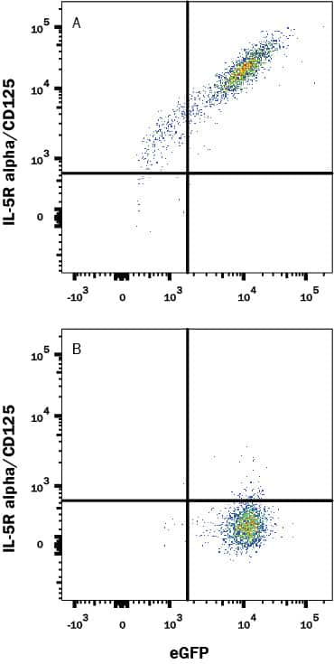 HEK293 human embryonic kidney cell line transfected with either (A) human IL-5 Ra/CD125 or (B) irrelevant transfectants and eGFP was stained with Mouse Anti-Human IL-5 Ra/CD125 APC-conjugated Monoclonal Antibody (Catalog # FAB253A). Quadrant markers were based on control antibody staining (Catalog # IC002A). View our protocol for Staining Membrane-associated Proteins.